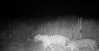  Dua Anakan Harimau Terekam Kamera Trap di Siak